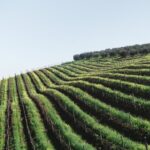 Napa Valley and Sonoma Wine Tour - What to Expect from the Experience