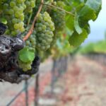 Napa Valley: ATV Vineyard Tour with Wine Tasting - Final Thoughts: Is It Worth It?