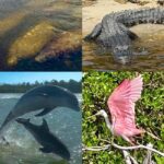 Naples, FL: Manatee, Dolphin, 10,000 Islands Beach Eco Tour - Who Is This Tour Best For?