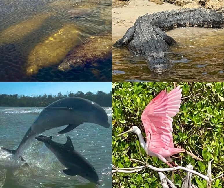 Naples, FL: Manatee, Dolphin, 10,000 Islands Beach Eco Tour - Who Is This Tour Best For?