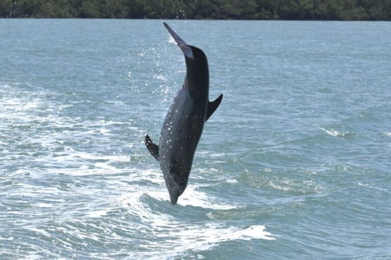 Naples, FL: Manatee, Dolphin, 10,000 Islands Sunset Cruise - Wildlife Spotting and Scenic Highlights