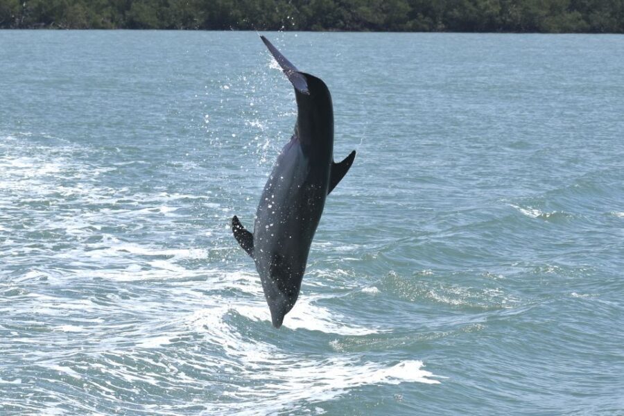 Naples, FL: Manatee, Dolphin, 10,000 Islands Sunset Cruise - Wildlife Spotting and Scenic Highlights