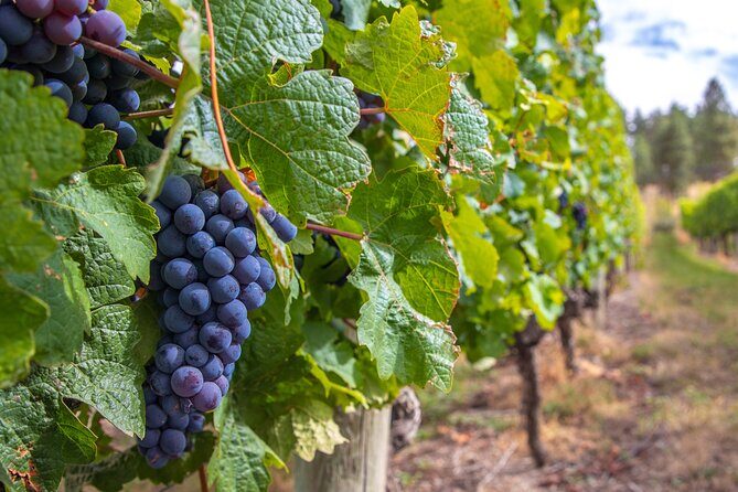 Naramata Bench 5 Winery Tour - Who Should Consider This Tour?