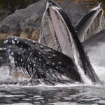 Narrated Whale Watching Cruise with Glacier View Stop - Why We Think This Tour Works Well