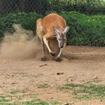 Nashville to Kentucky Caves & Kangaroos: A Day of Enchantment - The Group and Practicalities