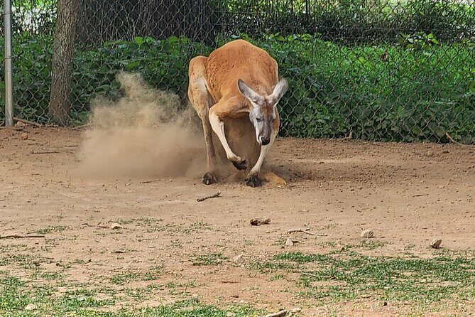 Nashville to Kentucky Caves & Kangaroos: A Day of Enchantment - The Group and Practicalities