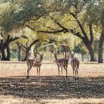 Natural Bridge Wildlife Ranch: Self-Guided Safari Drive-Thru - Who Would Enjoy This Experience Most?