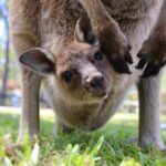 Nature and Wildlife: Australia in One Day - Private Tour - Who Would Love This Tour?
