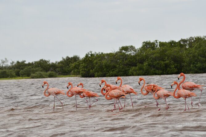 Nature tour by boat in the Natural Reserve in Río Lagartos - Final Thoughts: Is It Worth It?