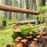 Nature Walk in Glacier National Park - Who This Tour is Best For