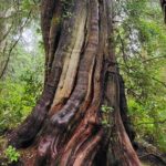 Nature Walks in Pacific - Who Is This Tour Best For?