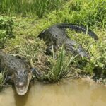 New Orleans: 16 Passenger Airboat Swamp Tour - Is It Worth The Price?