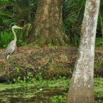 New Orleans: Destrehan Plantation & Airboat Combo Tour - The Historical Significance of Destrehan Plantation