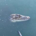 New Orleans Driving Tour of Bayou St. John, City Park, Treme etc - Making Sense of the Cost