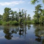 New Orleans: High Speed 16 Passenger Airboat Ride - The Wildlife and Scenery
