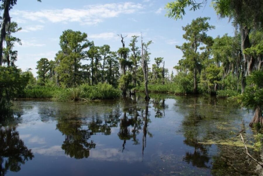New Orleans: High Speed 16 Passenger Airboat Ride - The Wildlife and Scenery