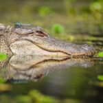 New Orleans: Manchac Magic Kayak Swamp Tour - Wildlife and Nature