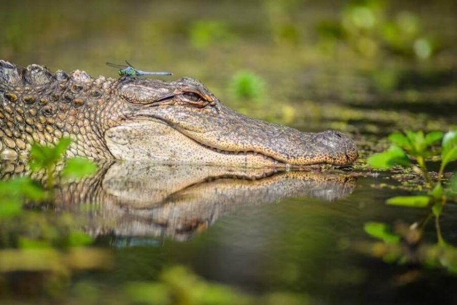 New Orleans: Manchac Magic Kayak Swamp Tour - Wildlife and Nature
