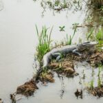 New Orleans: Oak Alley Plantation and Swamp Cruise Day Trip - What’s Included and What’s Not