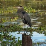 New Orleans Premium Six-Passenger Airboat Adventure - Final Thoughts