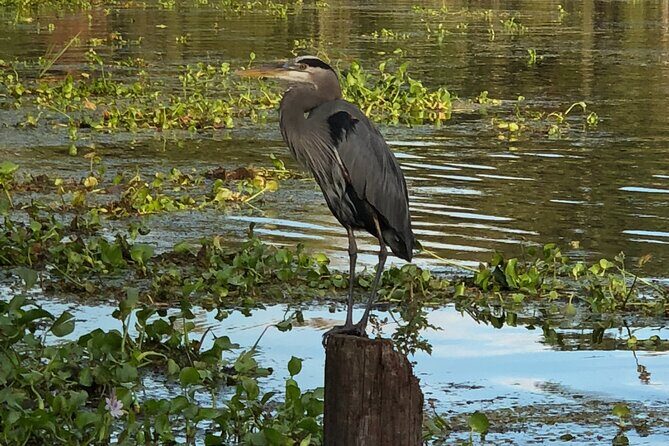 New Orleans Premium Six-Passenger Airboat Adventure - Final Thoughts