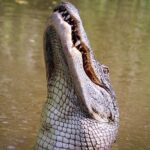 New Orleans Small-Group Airboat Swamp Tour - Is It Worth the Price?