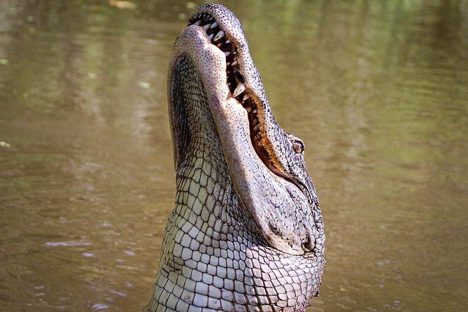 New Orleans Small-Group Airboat Swamp Tour - Is It Worth the Price?