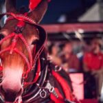 New Orleans Small-Group Haunted History Carriage Tour - Is This Worth the Price?