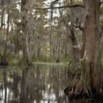 New Orleans Swamp Tour Boat Adventure - What to Expect from the Tour