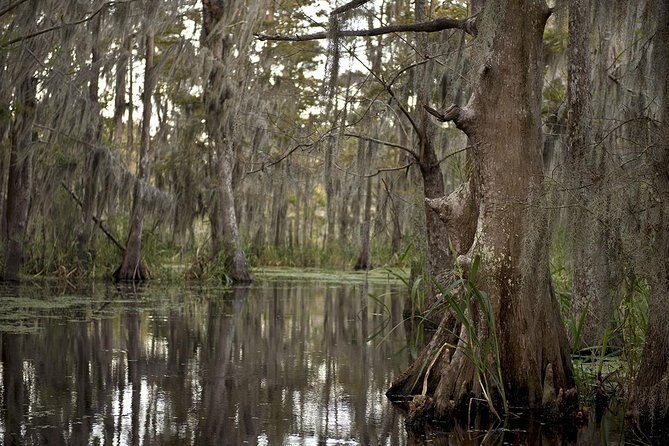 New Orleans Swamp Tour Boat Adventure - What to Expect from the Tour