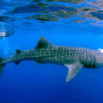 New Whale Shark Encounter Experience in Cancun !! - The Realities – Pros and Cons