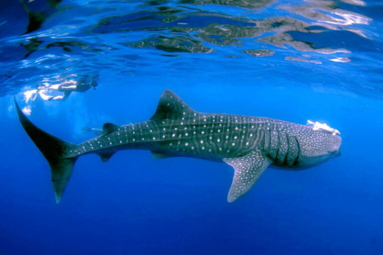 New Whale Shark Encounter Experience in Cancun !! - The Realities – Pros and Cons