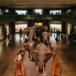 New York City: American Museum of Natural History Ticket - Practical Tips for Visiting