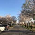 New York to Washington D.C. Spring Cherry Blossom Full-Day Tour - The True Value of This Tour
