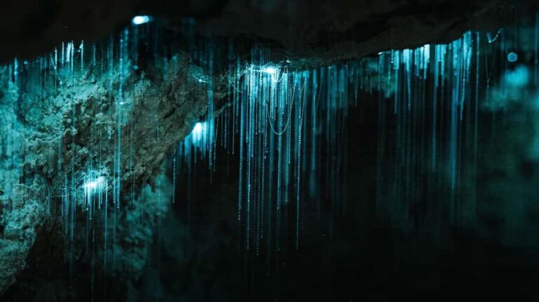 New Zealand: Milky Way Glowworm Cave Tour - What You Can Expect on the Tour