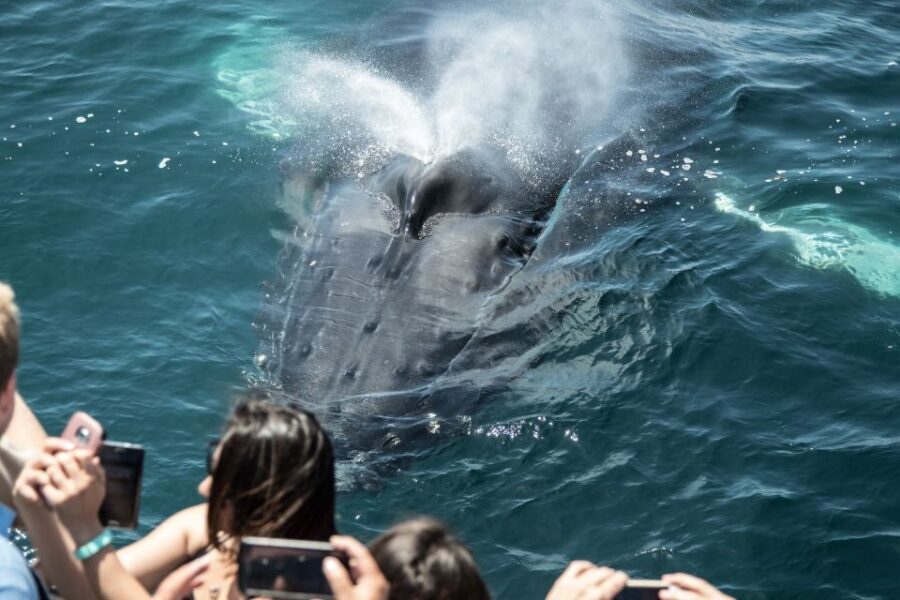 Newport Beach: Luxury Whale Watching Catamaran Cruise - The Marine Wildlife You’ll Likely See