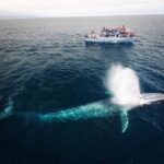 Newport Beach: Whale and Dolphin-Watching Cruise - The Experience: What Youll See and Hear