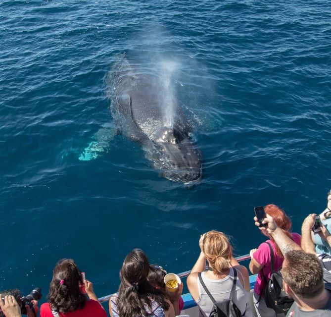 Newport Beach: Year-Round Whale Watching Cruise - What’s on the Itinerary?