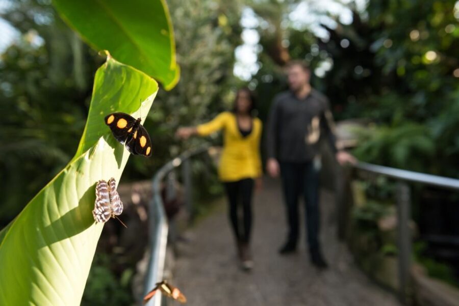 Niagara Falls, Canada: Butterfly Conservatory Admission - Is It Worth the Price?