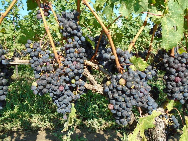 Niagara Falls, Canada: Full-Day Private Winery Tour - The Wineries and What to Expect