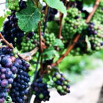 Niagara-on-the-Lake: Wine & Charcuterie Tour with Tastings - The Value for Your Money