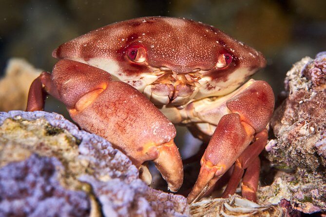Night Snorkeling - The Value for Money