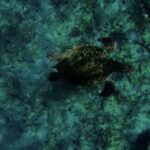 Night Time Snorkel At Turtle Town With Lights And Stars - Is It Safe? Who Should Consider It?