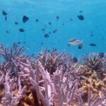 Ningaloo Reef Snorkel Adventure - Who This Tour Is Best For