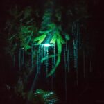 Nocturnal adventure Glow-worm tour - Why This Tour Offers Great Value