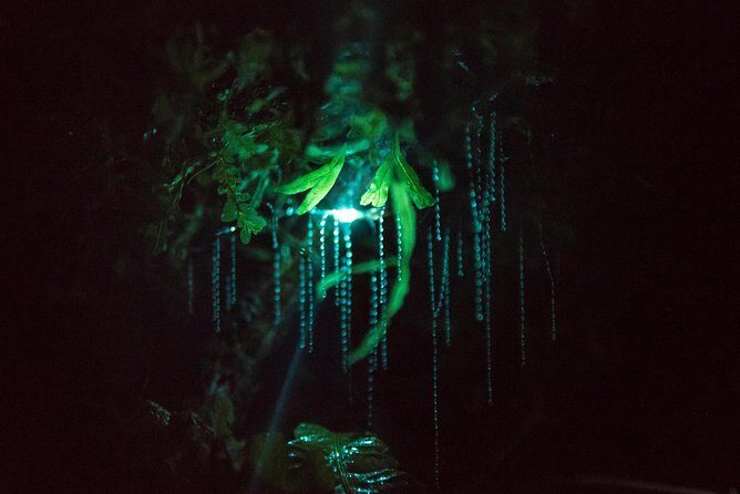 Nocturnal adventure Glow-worm tour - Why This Tour Offers Great Value