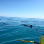 Noosa: Epic Ocean Kayak with Dolphins & 4WD Beach Adventure - Who Is This Tour Best For?