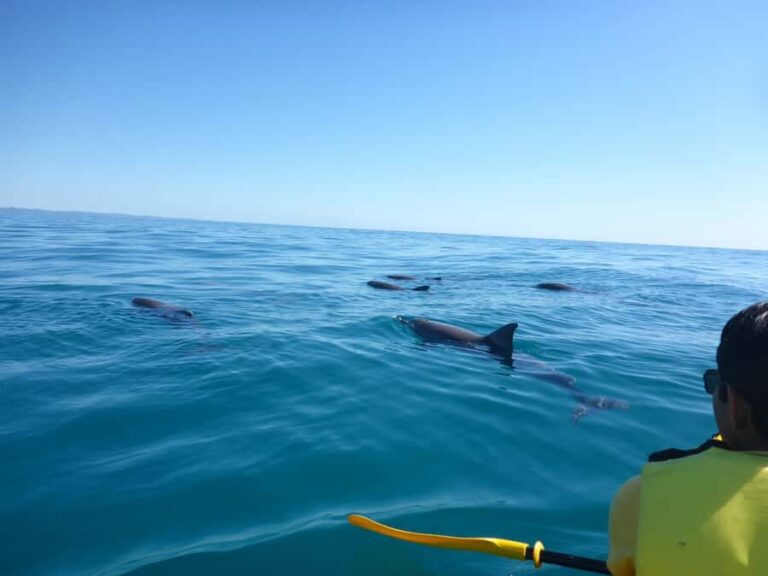 Noosa: Epic Ocean Kayak with Dolphins & 4WD Beach Adventure - Who Is This Tour Best For?