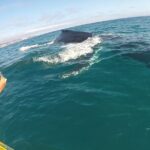 Noosa: Epic Whale Watching On Ocean Kayaks & Beach 4X4 Tour - The Itinerary in Detail