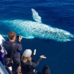 Noosa; Noosa Ocean Adventures - Whale Watching - The Itinerary in Detail